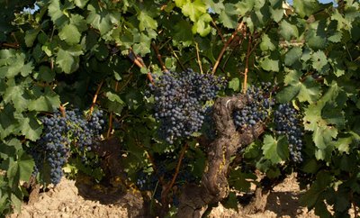 Reben mit dichten Trauben hängen an einem alten Weinstock, umgeben von üppigem grünem Laub in einem sonnigen Weinberg.