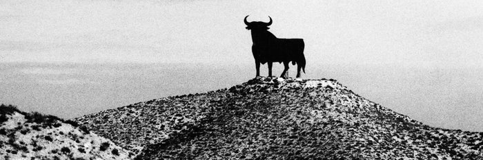 Ein großer, schwarzer Stier steht majestätisch auf einem Hügel, umgeben von einer kargen, sandigen Landschaft.