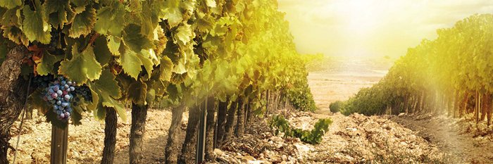 Ein malerischer Weinberg zeigt Reihen von Reben, die in der warmen Abendsonne leuchten und fruchtige Trauben tragen.