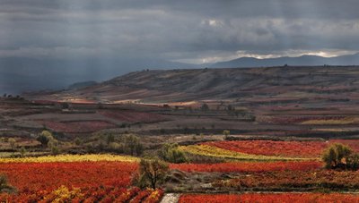 Ein malerisches Weinbaugebiet mit terrassierten Feldern, die in warmen Herbstfarben leuchten, umgeben von sanften Hügeln.