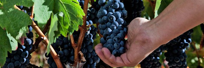 Eine Hand greift nach einer Traube, umgeben von üppigem grünem Laub und reifen Trauben an einem Weinstock.
