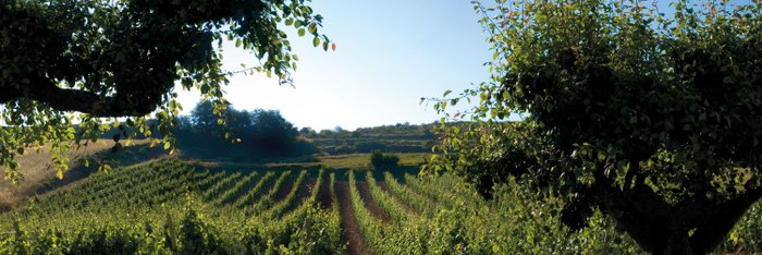 Ein malerischer Weinberg erstreckt sich unter einem klaren Himmel, umgeben von üppigem Grün und sanften Hügeln im Hintergrund.