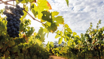 Die Trauben leuchten im Sonnenlicht, während die Weinreben eine malerische Landschaft im Hintergrund bilden.