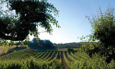 Ein malerischer Weinberg erstreckt sich unter einem klaren blauen Himmel, umgeben von sanften Hügeln und üppigem Grün.