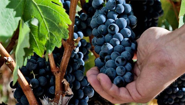 Eine Hand greift nach einer Traube, während sie an einem Rebstock mit saftigen, blauen Trauben wächst.