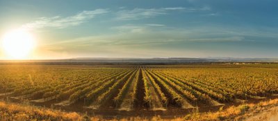 Die goldene Abendsonne beleuchtet die üppigen Weinreben, die sich über die sanften Hügel erstrecken und eine friedliche Landschaft schaffen.