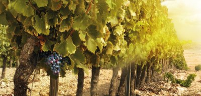 Reben mit üppigem grünem Laub und einer Traube voller blauer Beeren hängen an einem alten Weinstock in einem Weinberg.