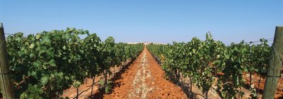Ein weitläufiger Weinberg erstreckt sich unter einem klaren blauen Himmel, mit Reihen von üppigen Weinreben und roter Erde.