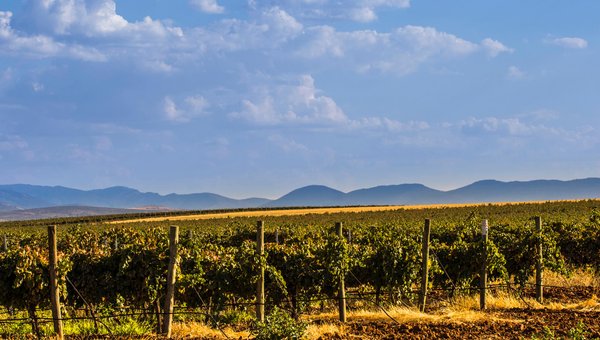 Die Weinreben sind üppig und grün, während der Himmel mit weißen Wolken geschmückt ist und die Hügel im Hintergrund sanft aufragen.