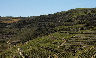 Eine weitläufige Weinlandschaft mit sanften Hügeln, die von grünen Reben und schmalen Wegen durchzogen ist.